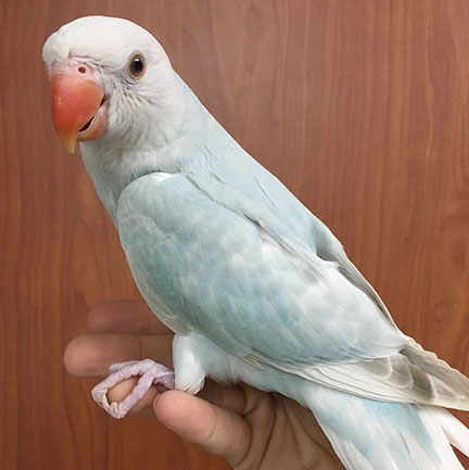 Indian Ringneck Parakeet - Lace Wing ( Female )