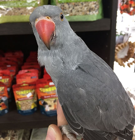 Indian Ringneck Parakeet - Grey ( Female )