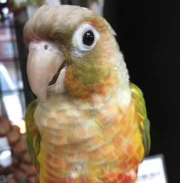 GC Conure - Pineapple