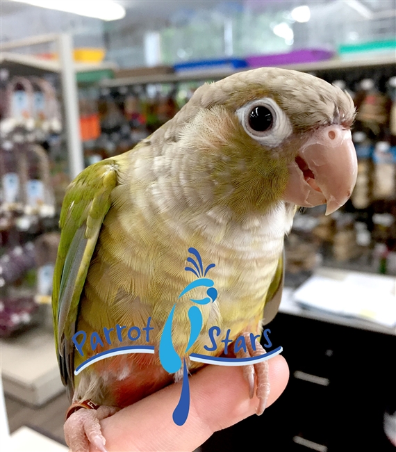 Green Cheek Conure - Cinnamon