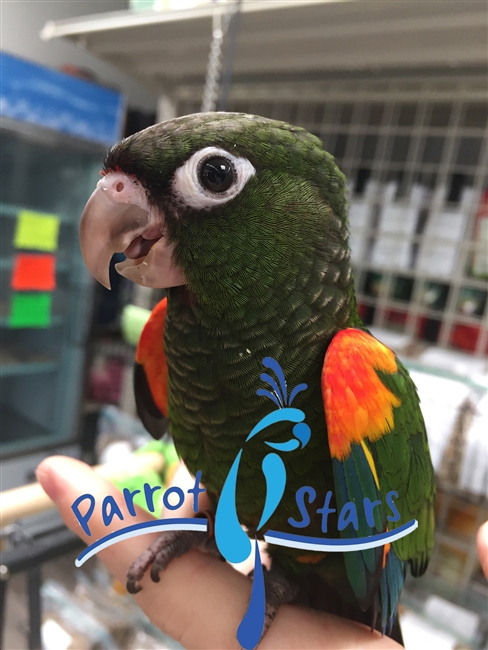 Fiery Shoulder Conure