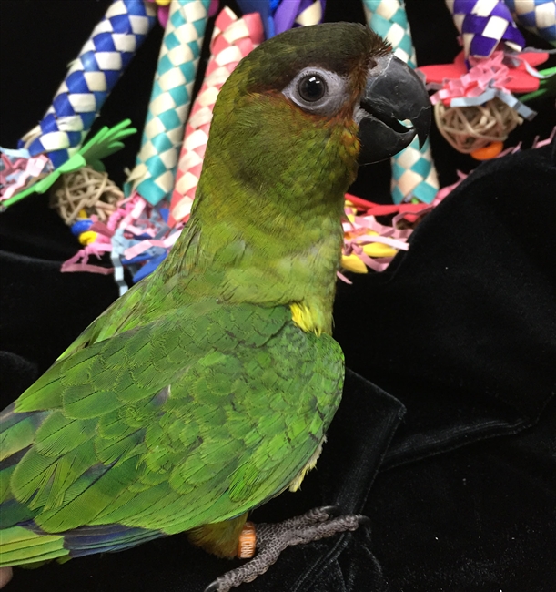 Nan-Sun Conure