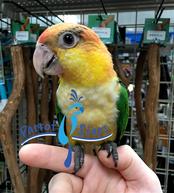 White Bellied Caique - Male