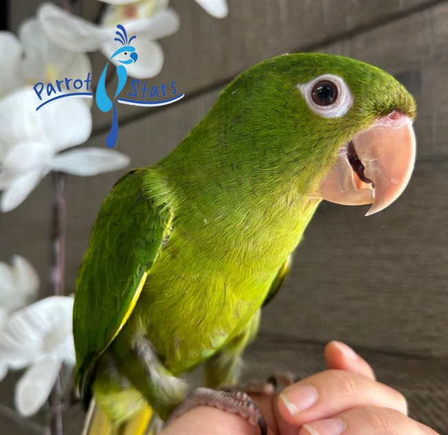 White Eyed Conure - Male