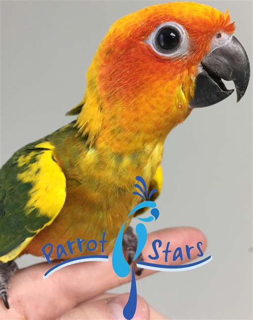 Sun Conure