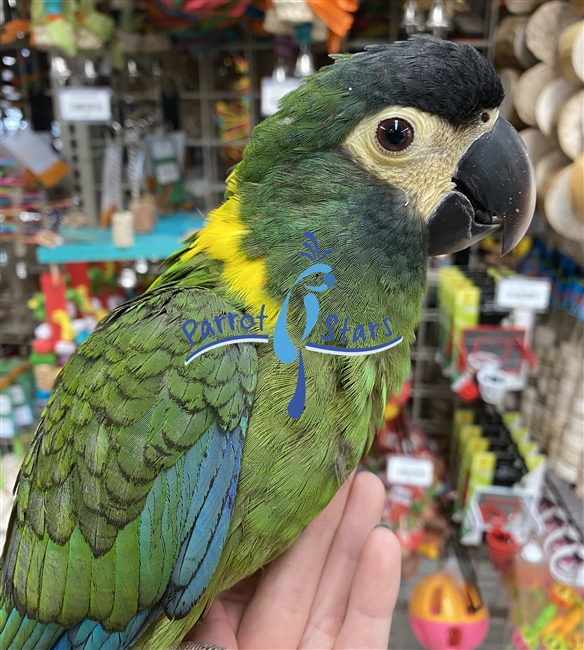 Yellow Collar Macaw