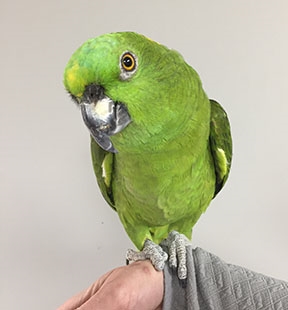 Yellow Naped Amazon