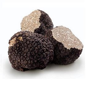 Fresh Italian Burgundy Truffles