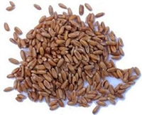 Italian Farro Perlato 17.6oz