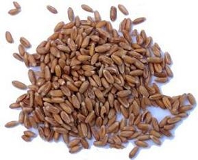 Italian Farro Perlato 17.6oz