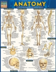 Anatomy Chart