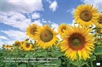 Sunflower Field Poster