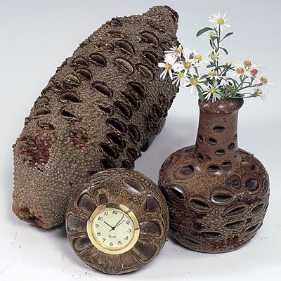Banksia Nuts - 6 lbs/Pack  Item #: BANKNUT