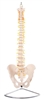 manual handling spinal column on stand