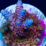 Reef Raft Rainbow Blossom Signature