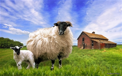 Organic Sheep Feed, 14% protein