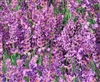 NEW! LAVENDER FIELDS