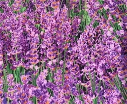 NEW! LAVENDER FIELDS