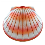 Coral Shell