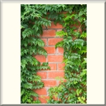 Vinyl Door Mural "Bricks & Vine" - Fire-Rated