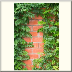 Vinyl Door Mural "Bricks & Vine" - Fire-Rated