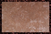 Cinnamon Stick  - Aida Cloth (Zweigart)