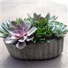 Succulent Dish Garden