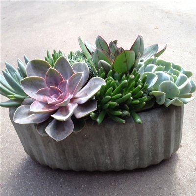 Succulent Dish Garden