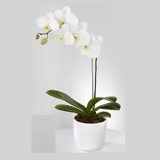 Single Orchid Plant