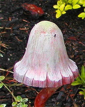 3991 Bell Mushroom Cap