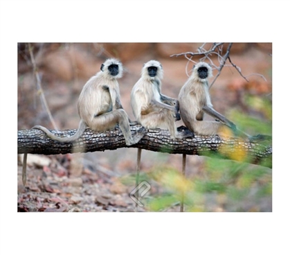 Gray Langurs on Tree Family Poster