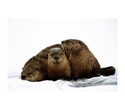 Artic River Otters Family Poster