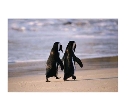 Needed Wall Decorations - African Penguins On The Beach - Wall Poster - Cute And Cool