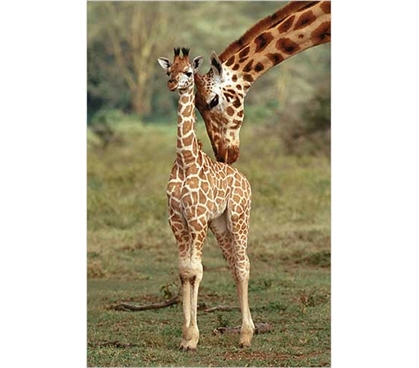 Cute Wall Decor - Giraffe And Baby Poster - Great College Decoration