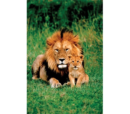 Lion and Baby Poster- College Wildlife poster great for dorm wall