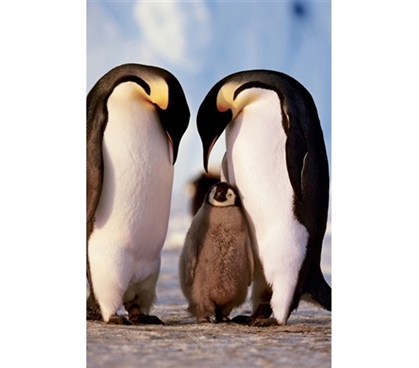 Penguin Family Poster- Cute, animal-inspired poster for dorm room wall