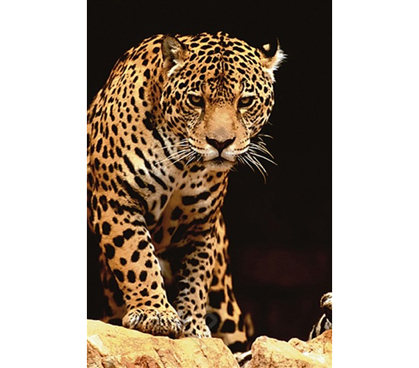 Exotic & Beautiful Leopard Poster