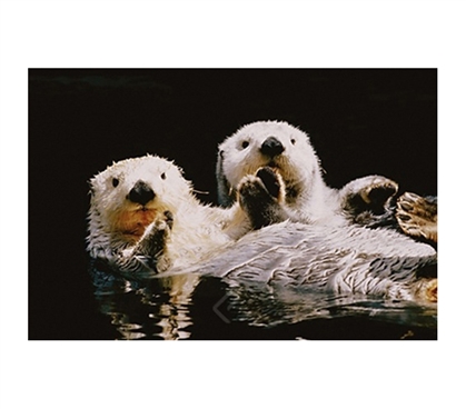 Sea Otters Relazing in Water Poster