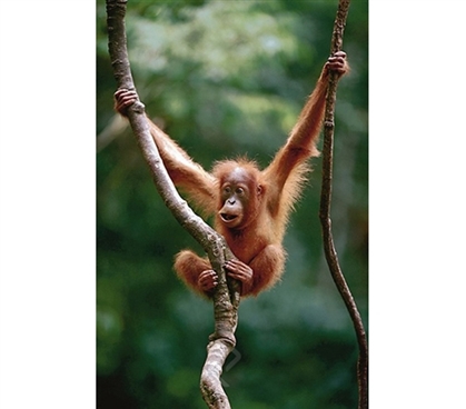 Orangutan Baby Climbing a Tree Poster