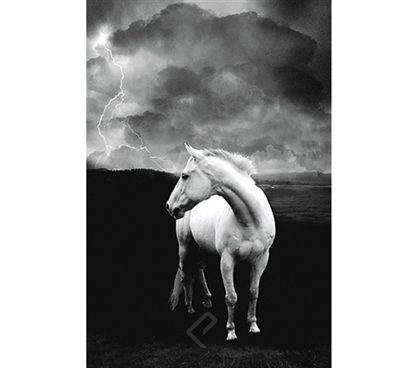 Beatutiful White Stallion in Storm Poster