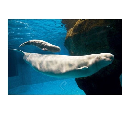 Beluga Whales Poster beluga whale with baby in blue ocean poster for college decorating