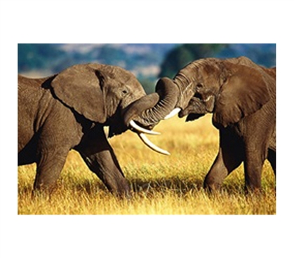 African Elephants Sparring Poster African-inspired 2 elephants intertwining trunks in college dorm room poster