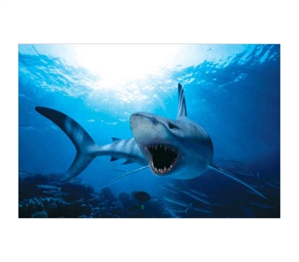 Enhance Your Dorm Decor - Shark Swimming - Bright Blue Water Poster - Cool Animal Poster