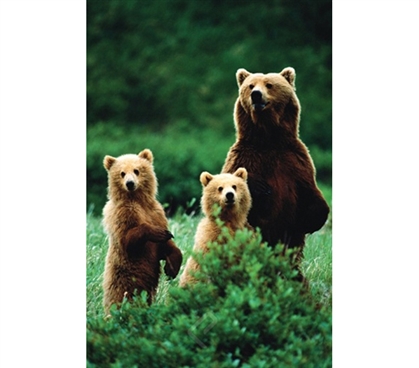 Three Bears Poster Dorm poster college decorating idea features bear with 2 cubs in wild
