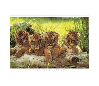 Tiger Cubs Poster cute dorm decor poster 4 tiger cubs leaning on log