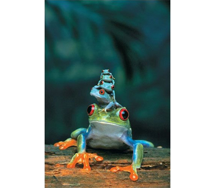Red-Eyed Tree Frog, Mother and Babies Poster- wildlife inspired dorm room poster showing mother tree frog with babies on her head