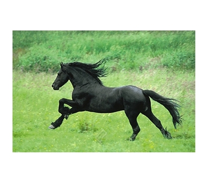 Black Horse Running Poster - outdoor wildlife scene showing black horse running free in college dorm room poster