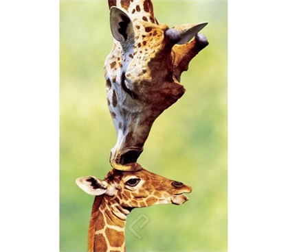 Giraffe Mom Kissing Baby Poster