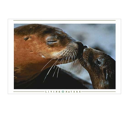 Cute Poster For College Students - Seals Kissing Poster - Decorate Your Dorm