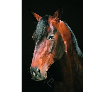 Majestic Horse Head Close-Up Poster